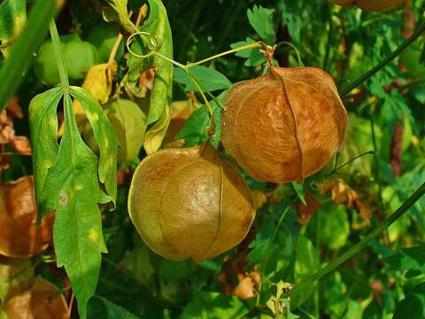 Image of balloon vine