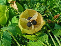 Image of balloon vine