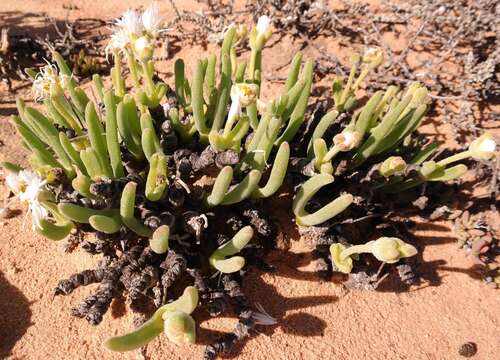 Image of Monilaria scutata (L. Bol.) Schwant.