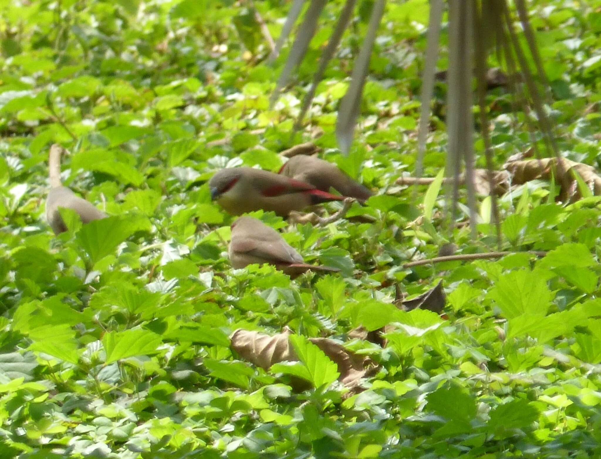 Image of Crimson-rumped Waxbill