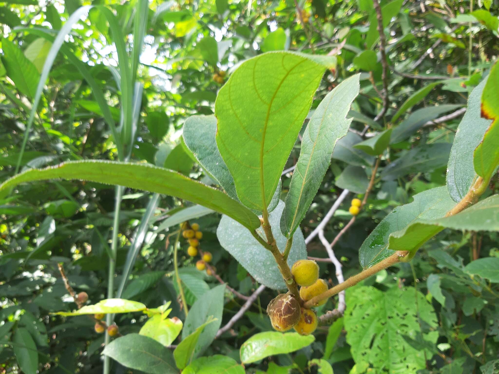 Image of Ficus fulva Reinw. ex Bl.