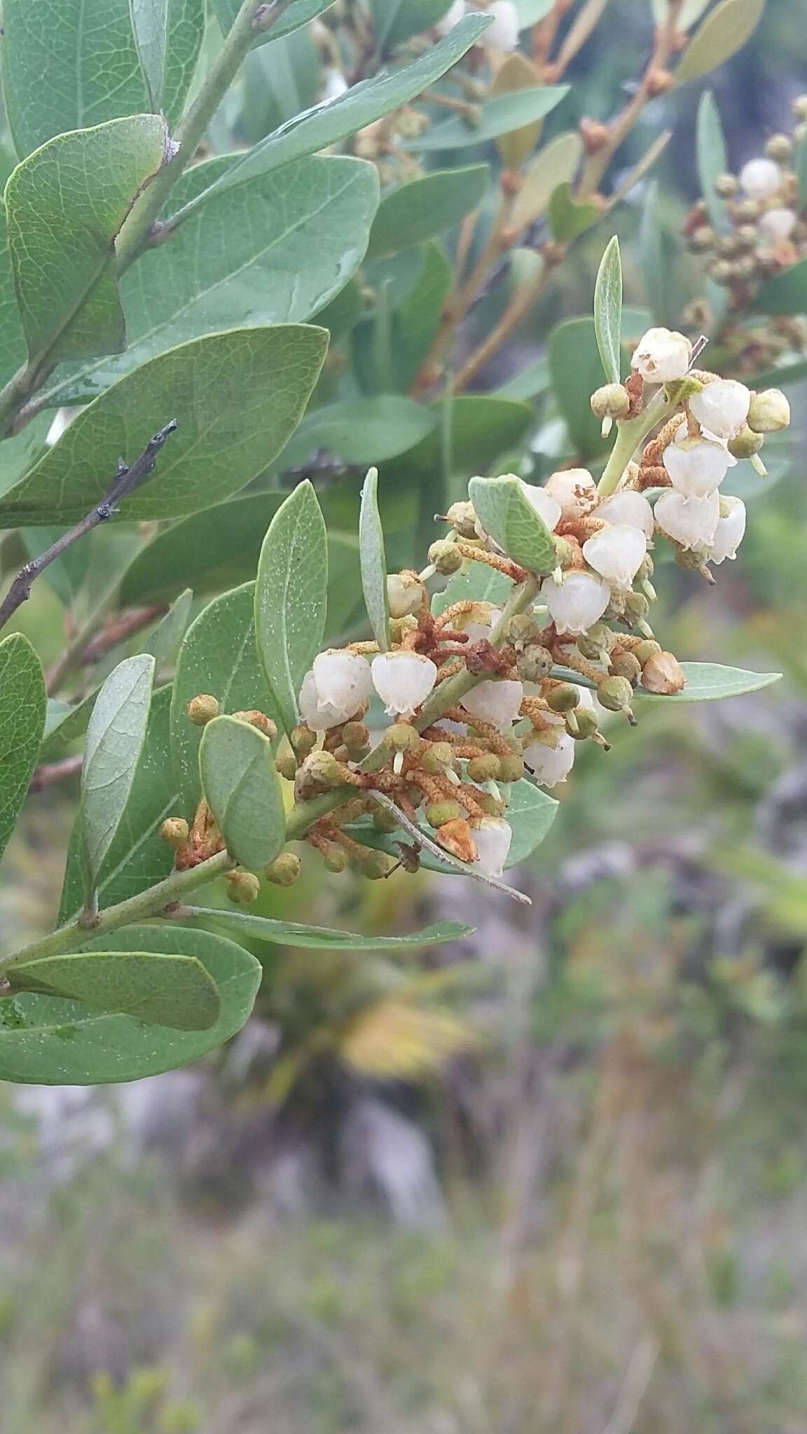 Image de Lyonia fruticosa (Michx.) G. S. Torr. ex B. L. Robins.