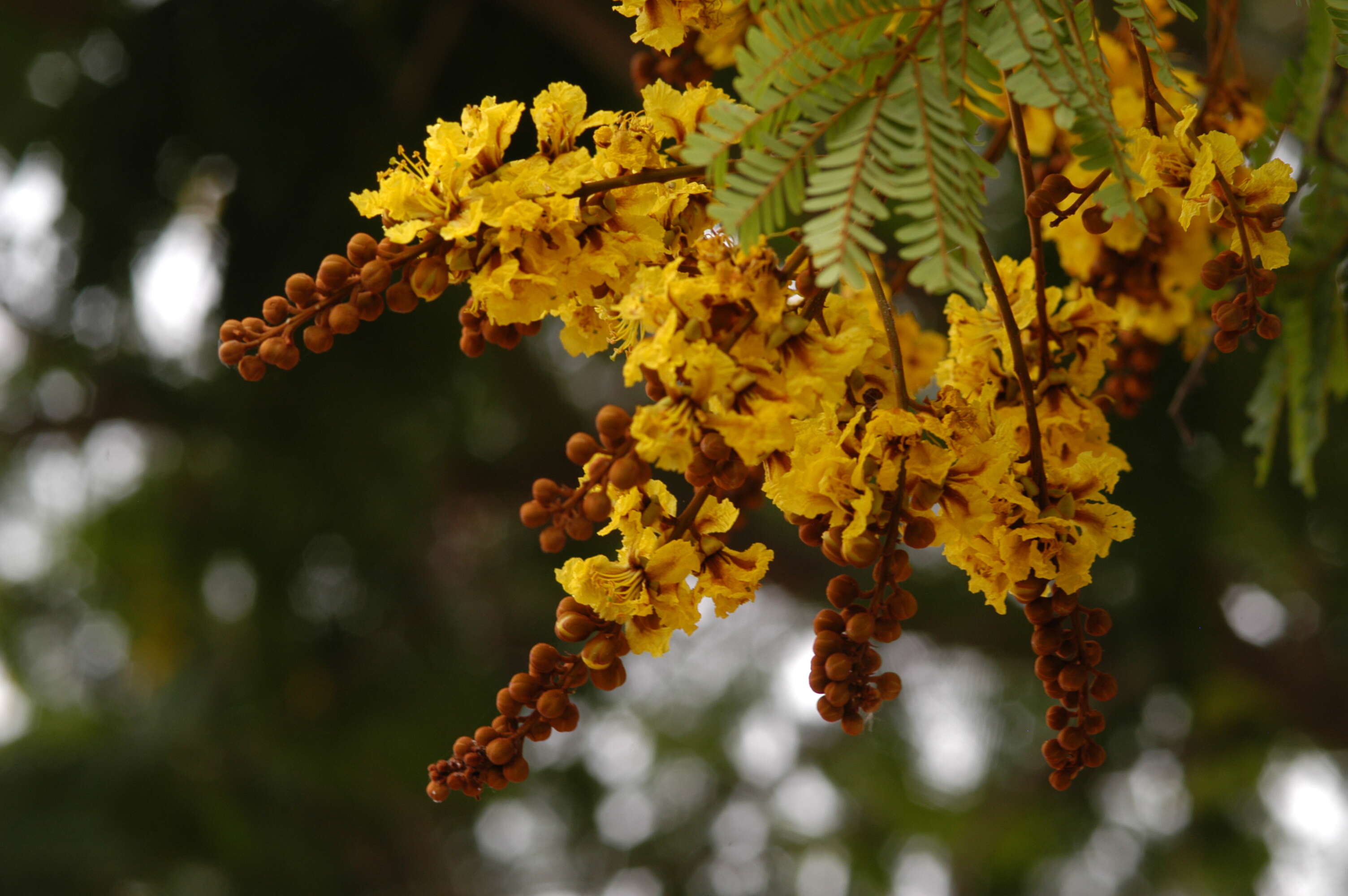 Plancia ëd Peltophorum pterocarpum (DC.) K. Heyne