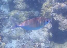 Image of Forktail rabbitfish