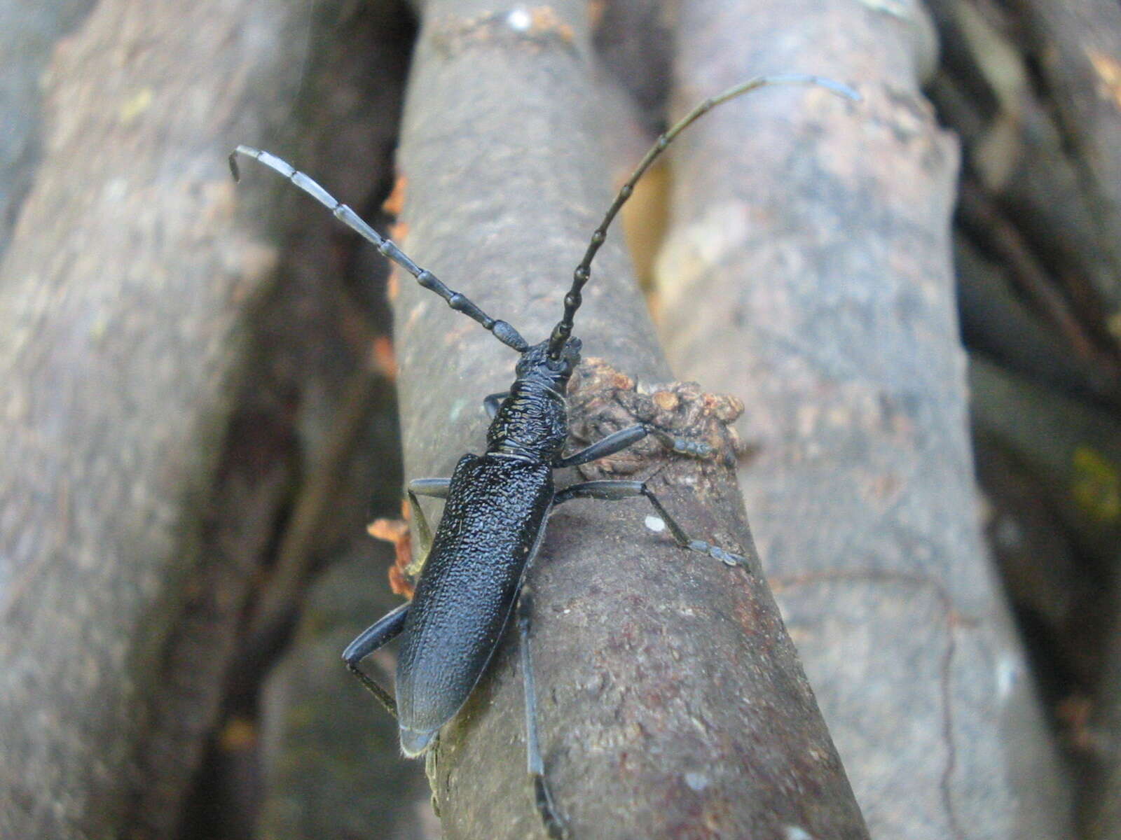 Image of capricorn beetle