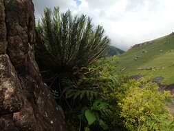 Image of Drakensberg Cycad