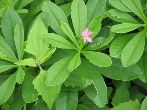 Image of Ceylon spinach