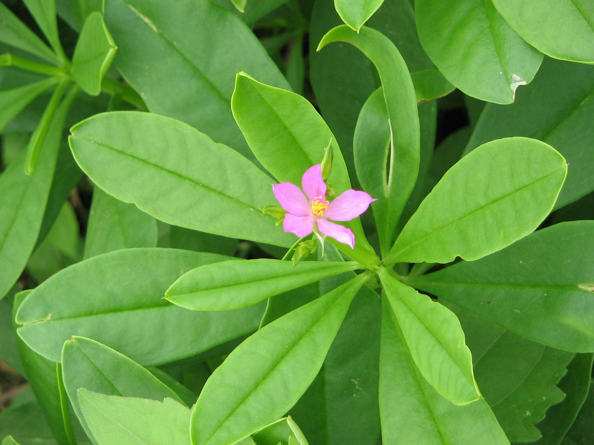 Image of Talinaceae