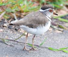 Image of African Three-banded Plover