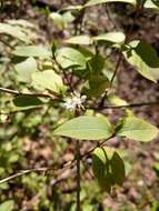 Image of sweet breath of spring