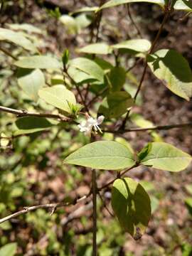 Imagem de Lonicera fragrantissima Lindl. & Paxt.