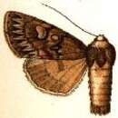 Image of Andropolia extincta Smith 1900