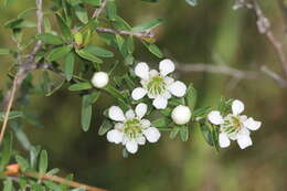 Sivun Leptospermum polygalifolium Salisb. kuva