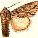 Image of Andropolia olorina Grote 1876