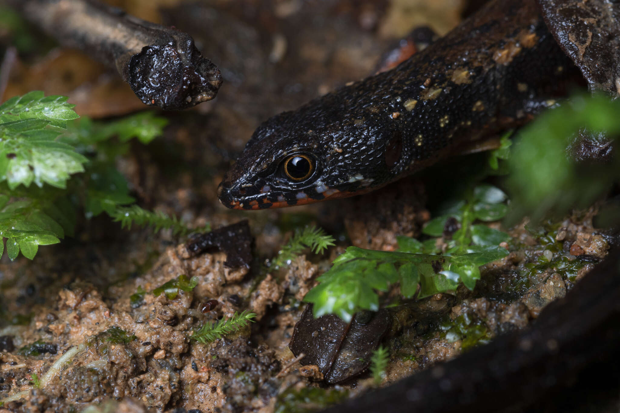 Image of Loxopholis parietalis (Cope 1886)