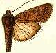 Imagem de Spodoptera exigua