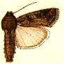 Image de Spodoptera frugiperda Smith & Abbot 1797