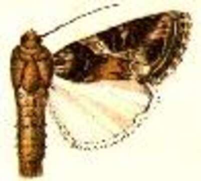 Image of Yellow-striped Armyworm Moth