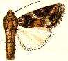 Image of Yellow-striped Armyworm Moth