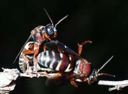 Imagem de Triepeolus rufithorax Graenicher 1928