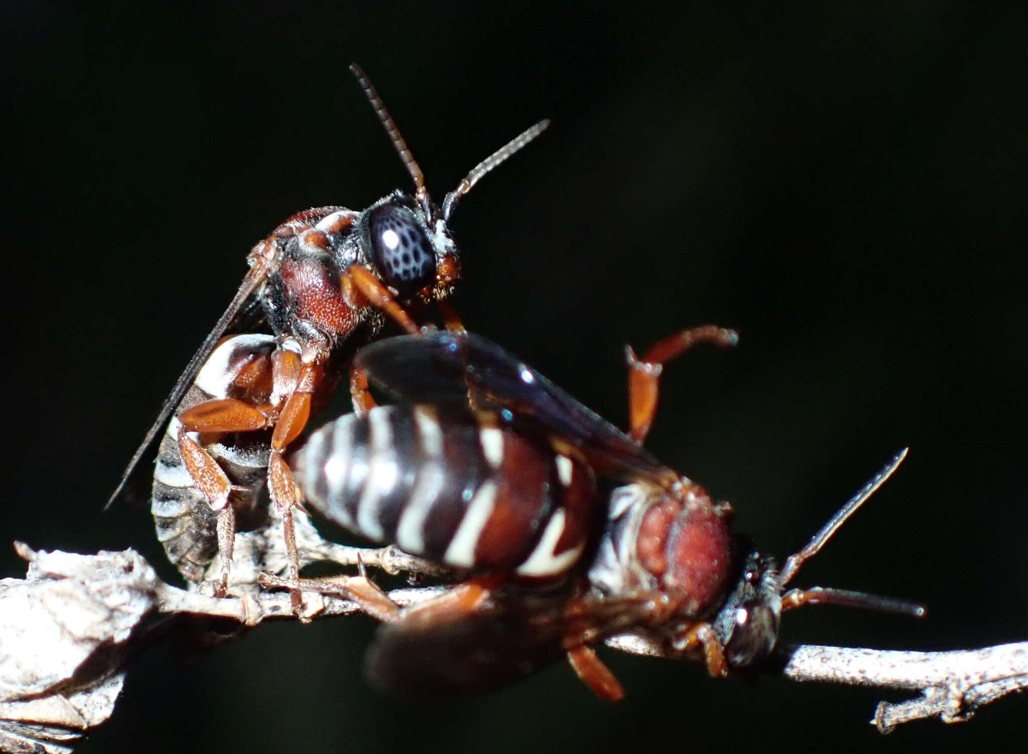 Слика од Triepeolus rufithorax Graenicher 1928