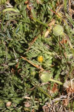 Image of Erigeron cardaminifolius (Kunth) Wedd.