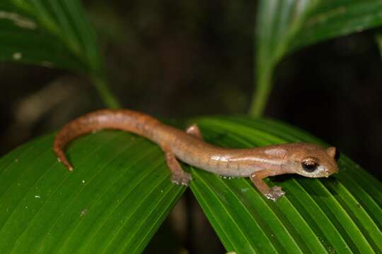 Imagem de Bolitoglossa helmrichi (Schmidt 1936)