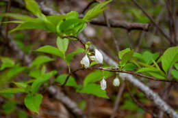 Image de Halesia carolina L.