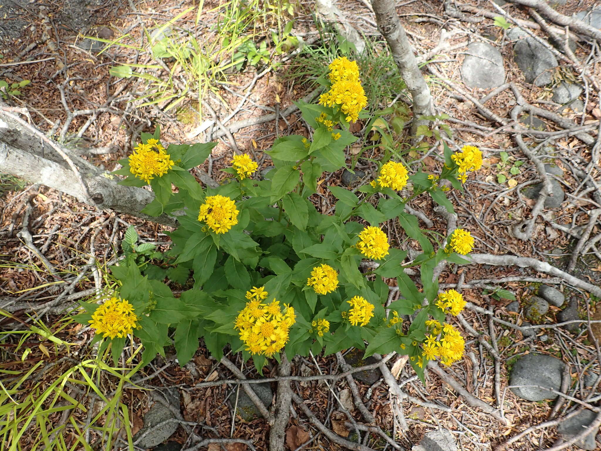 Image of Solidago multiradiata subsp. paramuschirensis (Barkalov) V. N. Voroschilov