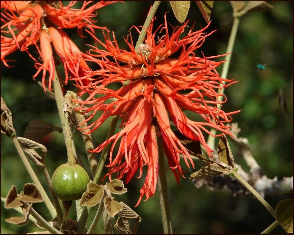 Imagem de Erythrina abyssinica DC.