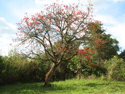 Imagem de Erythrina abyssinica DC.