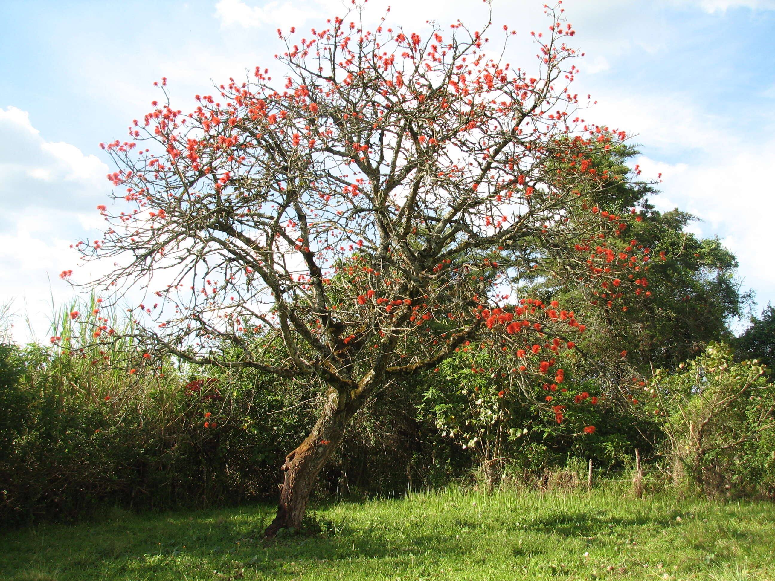 Image of erythrina