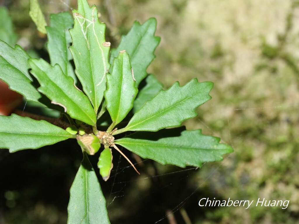 Imagem de Lysionotus pauciflorus var. pauciflorus