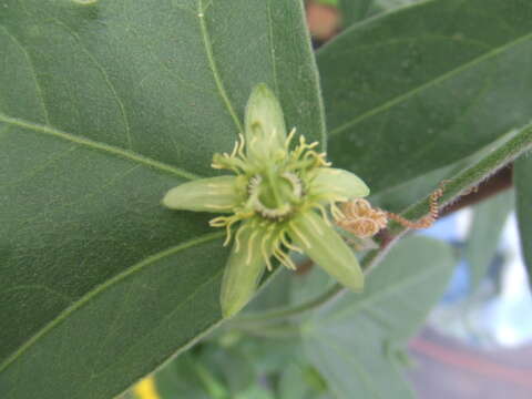 Image of corkystem passionflower