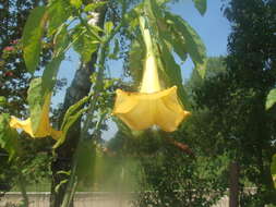 Image of Brugmansia aurea Lagerh.