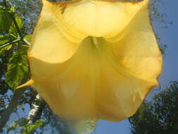 Image of Brugmansia aurea Lagerh.