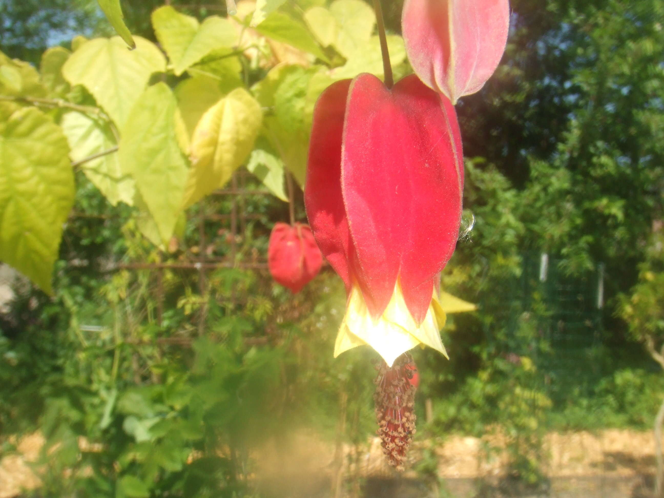 Image of trailing abutilon