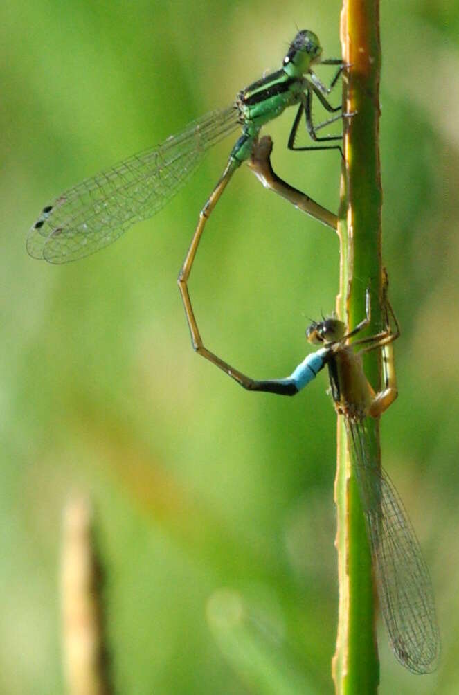 Image of Rambur's Forktail