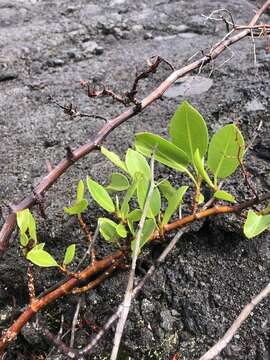 Imagem de Rumex skottsbergii O. Degener & I. Degener