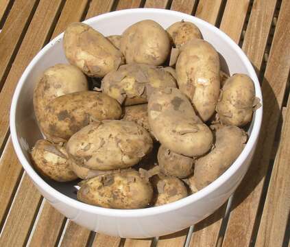 Image of Russian Potato