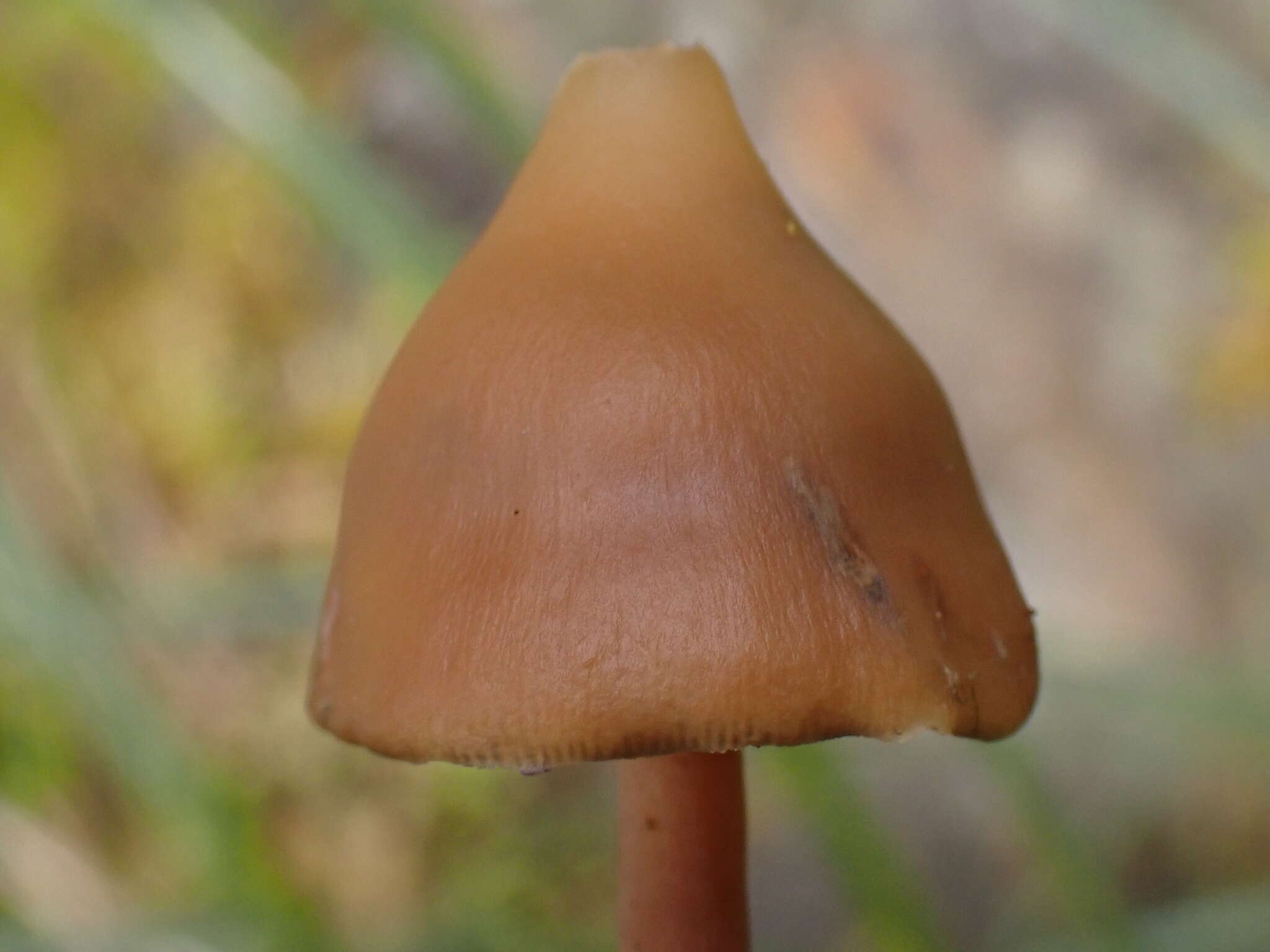 Image of Psilocybe subcaerulipes Hongo 1958