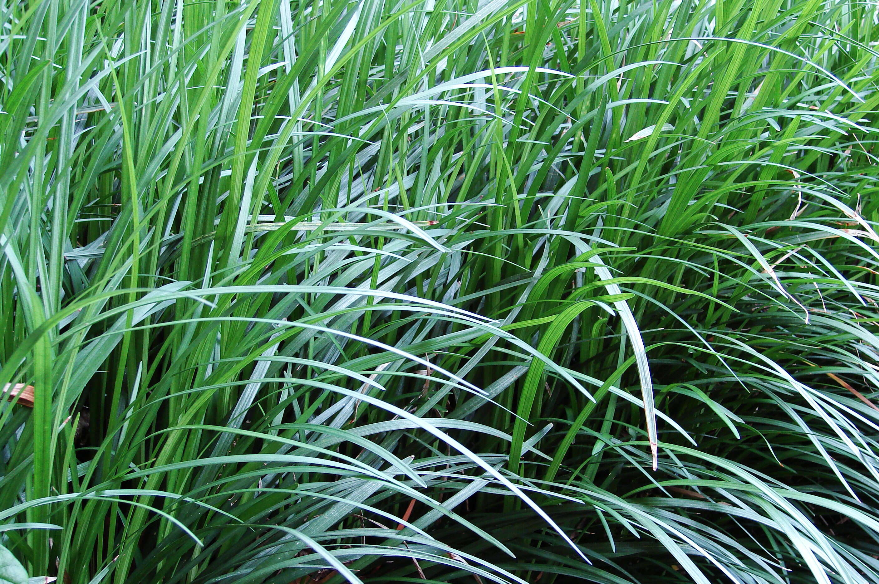 Image of Mondo Grass