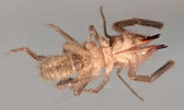 Слика од Solifugae