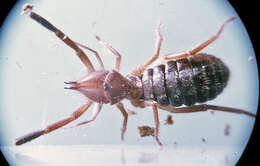 Слика од Solifugae