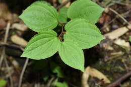 Image of Croomia japonica Miq.
