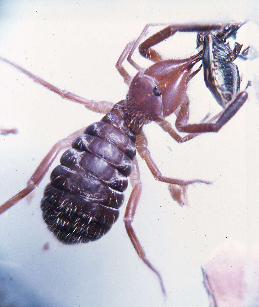 Слика од Solifugae