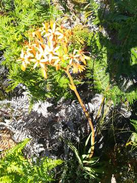 Image of Dilatris viscosa L. fil.