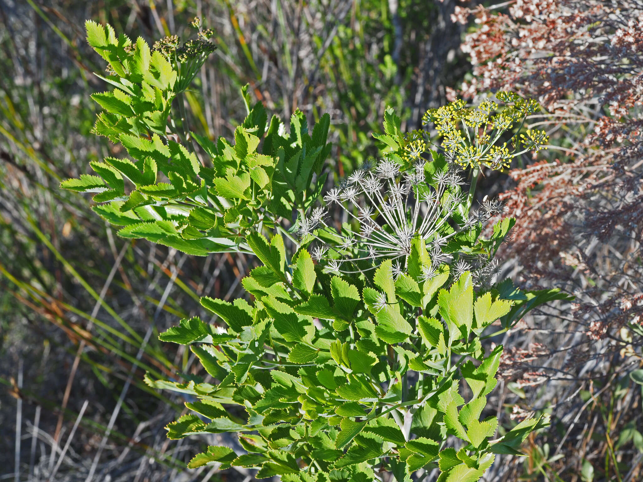 Image of Notobubon galbanum (L.) Magee