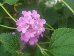 Image of trailing shrubverbena