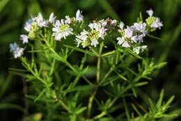 Image of Virginia mountainmint